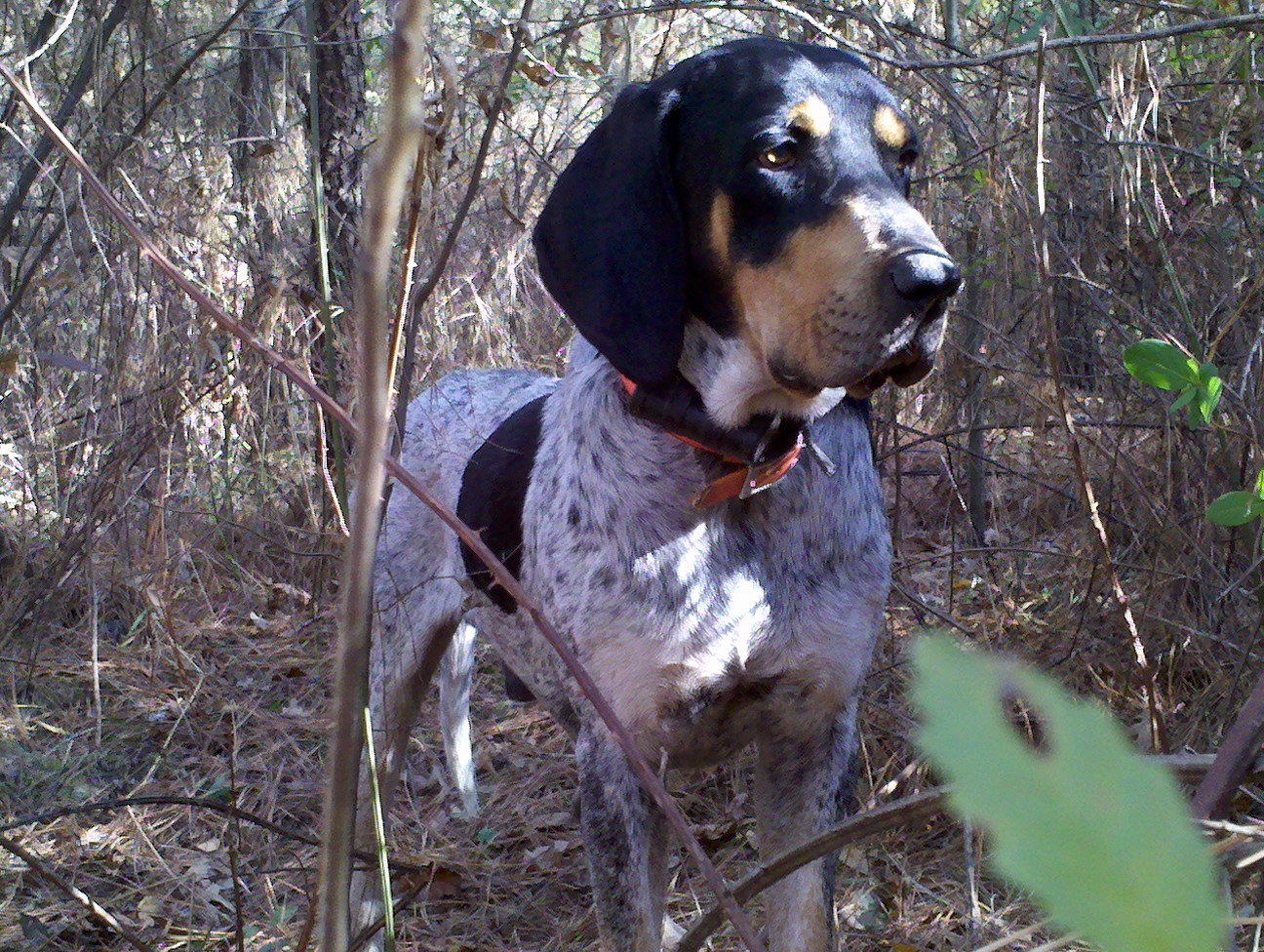 Red blue best sale tick hound